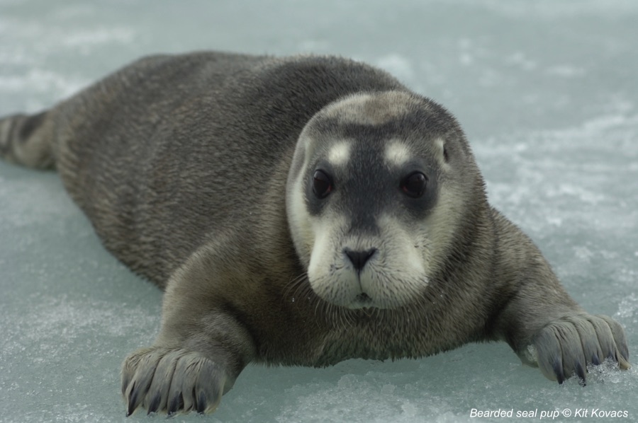 Bearded seal pup